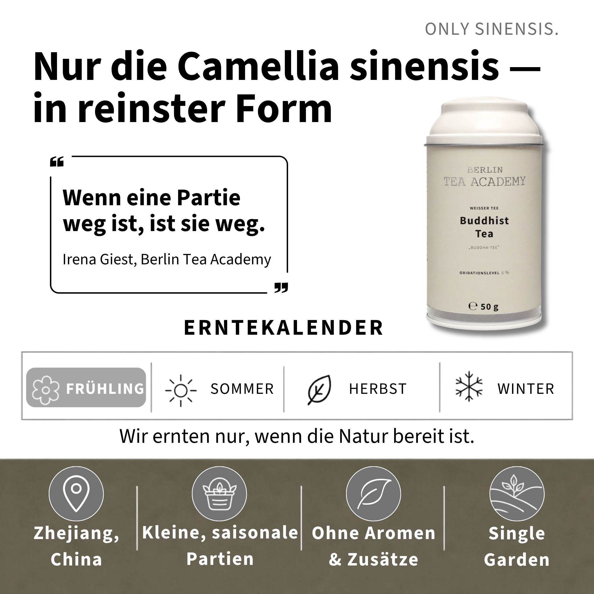 Weißer Tee Buddhist Tea - Berlin Tea Academy Only Sinensis