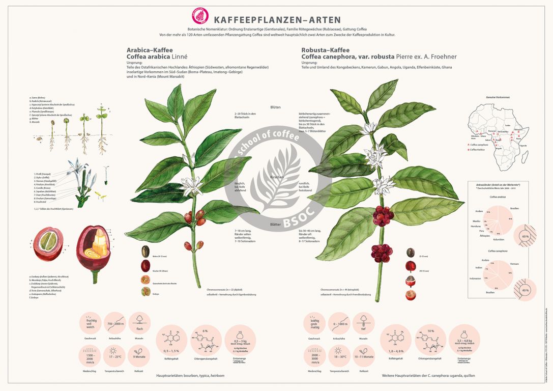 BSOC - Poster Kaffeepflanze BSOC - Poster Kaffeepflanze
