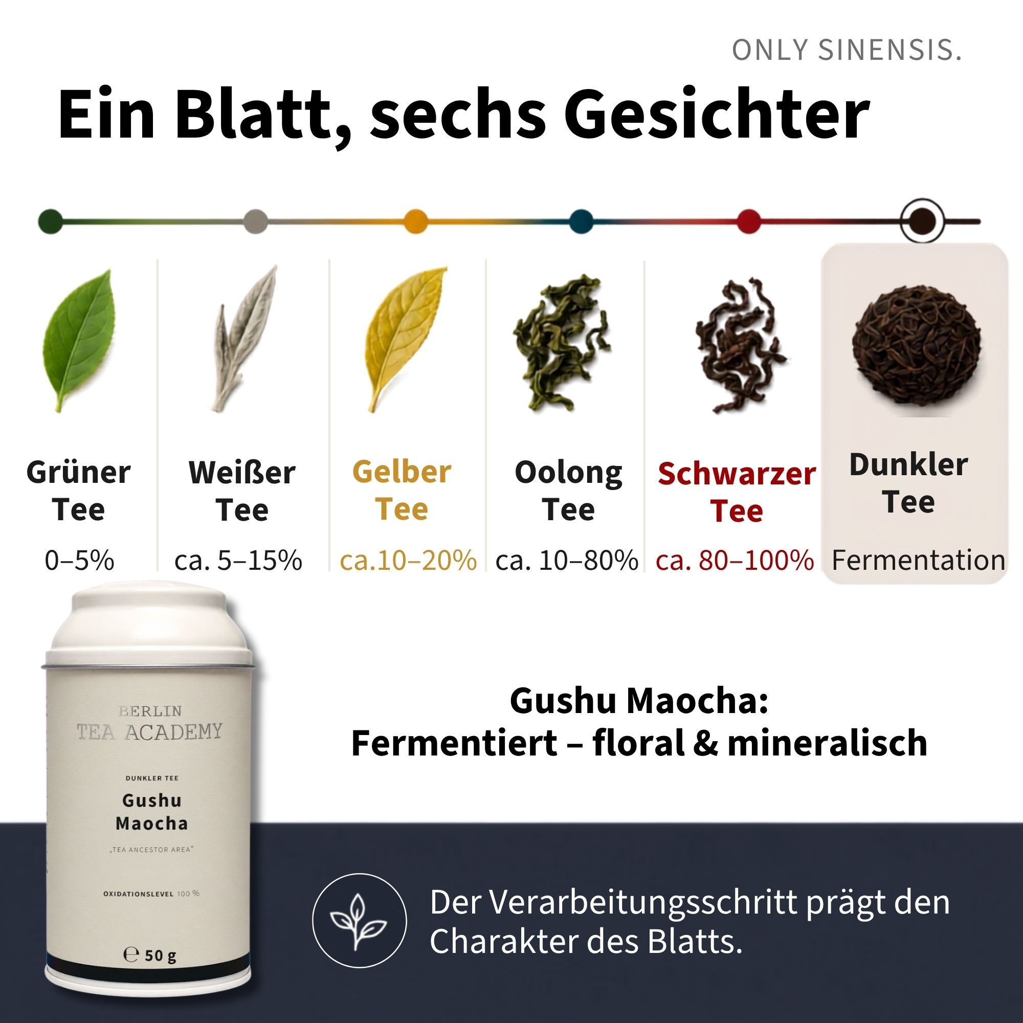 Pu-Erh Tee Gushu Maocha - Berlin Tea Academy Only Sinensis