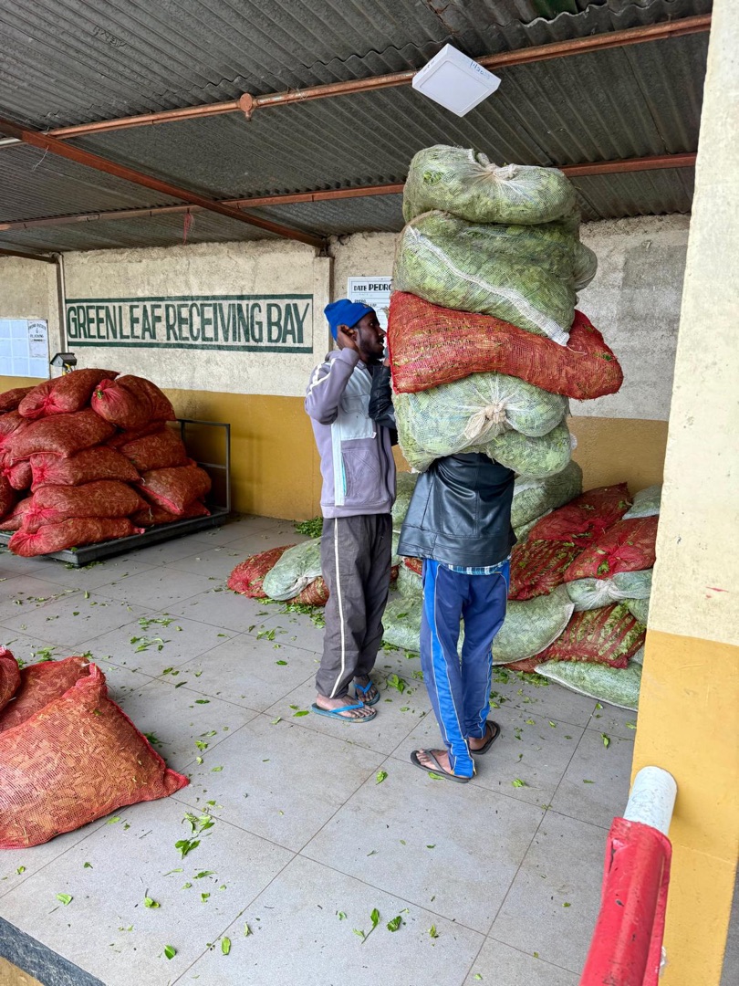 Teeanbau Tee-Ernte Sri Lanka Teequalität vor Ort