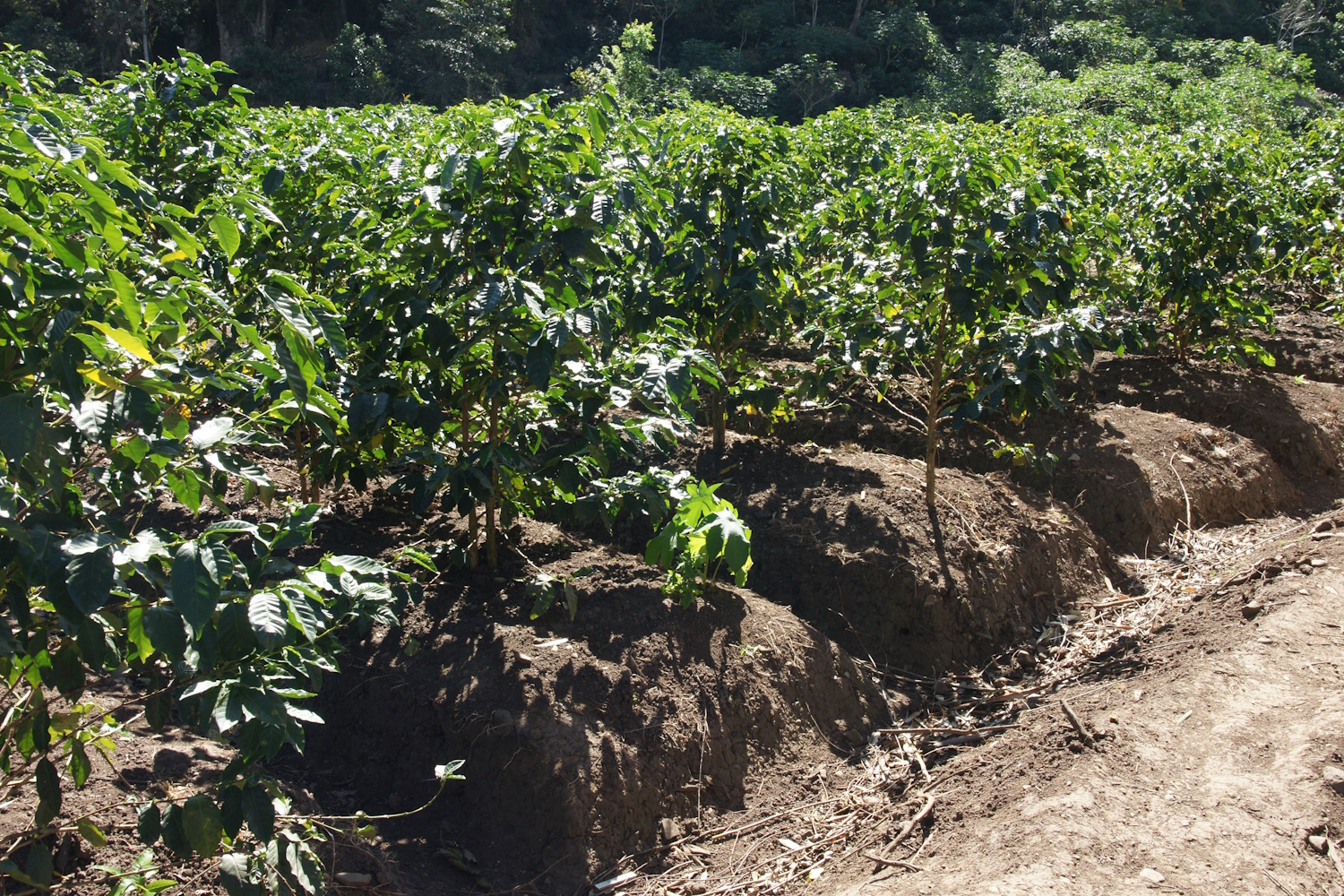 Cooperative Cafescor (Cafés Especiales Corquín S.A)