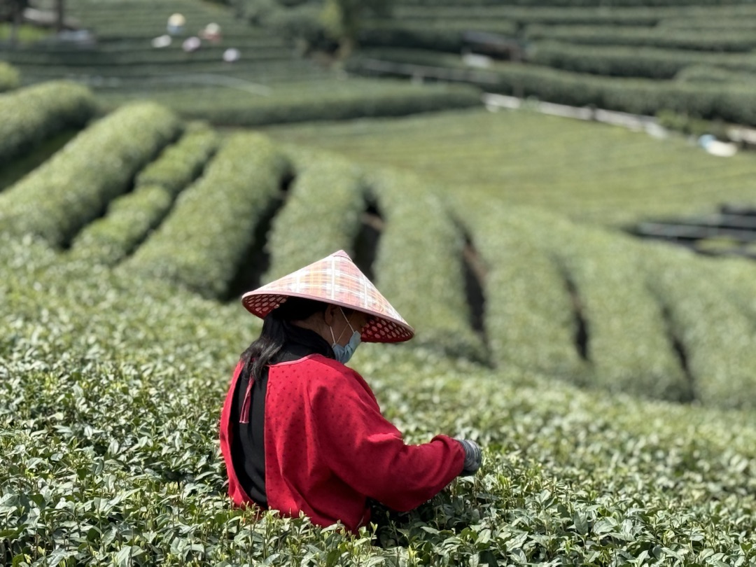 Teeanbau Tee-Ernte China Teeverarbeitung hohe Qualität Grüner Tee Schwarzer Tee Ursprung