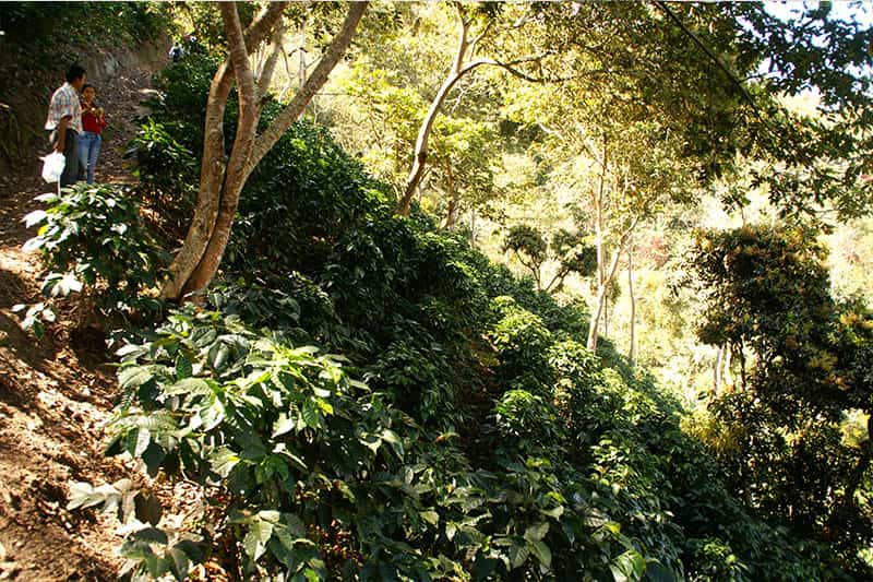 PEFRANCISCANOS_Plantage_01