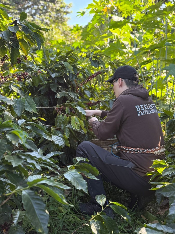 Kaffeebohnen ernten auf Plantage