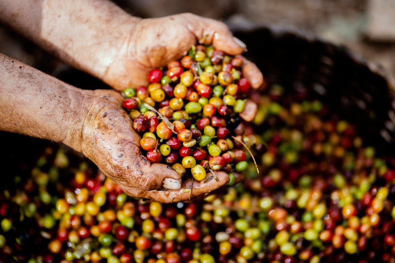 Cassien Nibaruta - erstklassige Kaffee Qualität aus Burundi