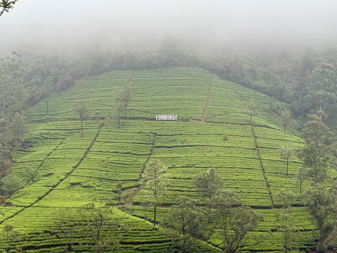 Teeanbau Tee-Ernte Sri Lanka Teequalität vor Ort