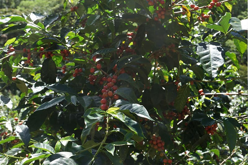 Finca Liquidambar - Kaffee in höchster Qualität aus Mexiko