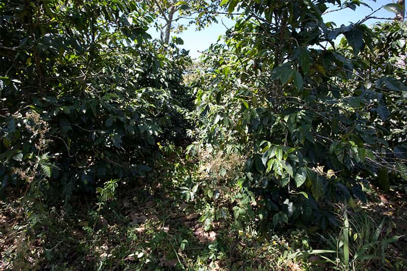 Bild zur Plantage  Flor del Rosario - exquisiter Kaffee aus Guatemala