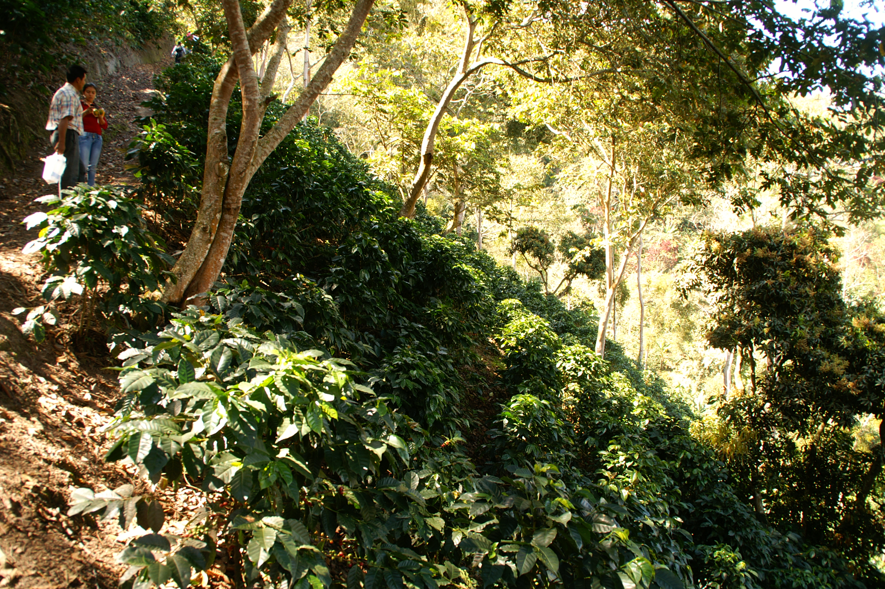 Bild zur Plantage  Hacienda La Claudina - unverwechselbarer Kaffee Geschmack aus Kolumbien