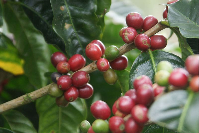 Wallenford Estate - herausragender Kaffee Blue Mountain Region Jamaika