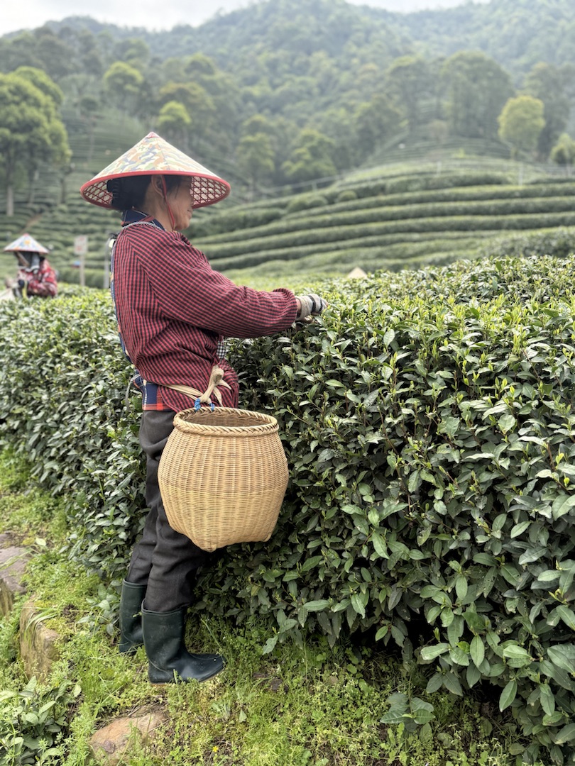 Teeanbau Tee-Ernte China Teeverarbeitung hohe Qualität Grüner Tee Schwarzer Tee Ursprung