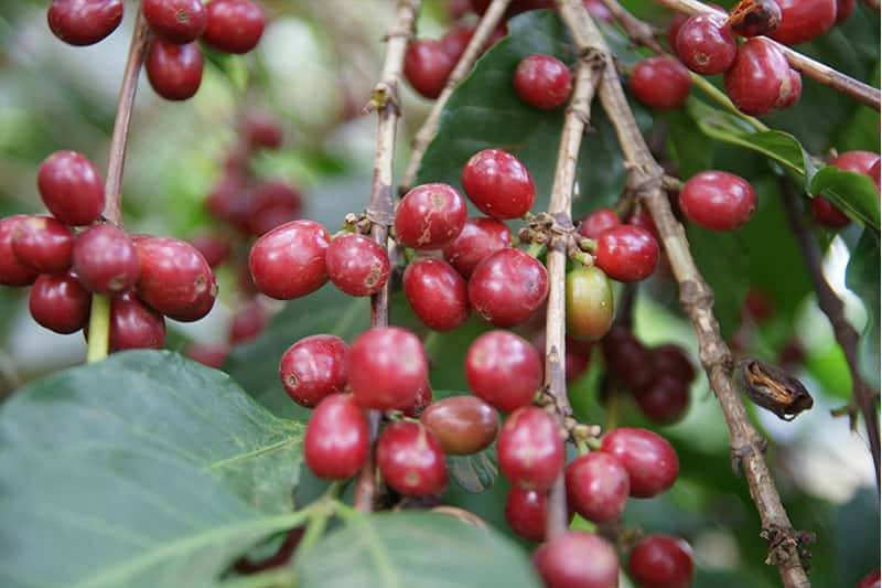 Bild zur Plantage  Baragwi Farmers Cooperative Society Limited - ideale Voraussetzungen für Kaffeeanbau in Kenia