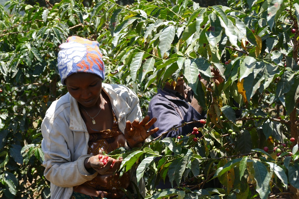 Bild zur Plantage  Farm: Ngila Coffee Estate