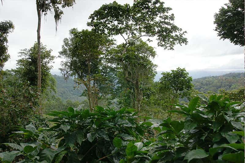 Kaffeeplantage Nicaragua