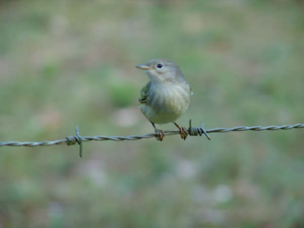 El Cafetal Estate - außergewöhnlicher Kaffee von Galapagos Ecuador
