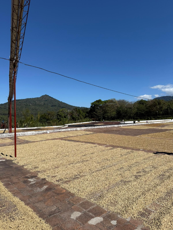 Kaffeeplantage in El Salvador Kaffee am trocknen in der Sonne