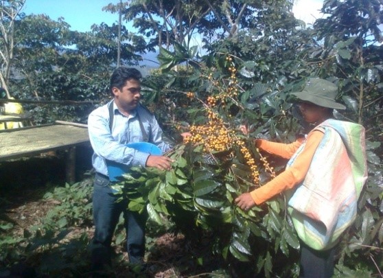 Cooperativa Mejillones - aromatische Kaffeebohnen aus Bolivien