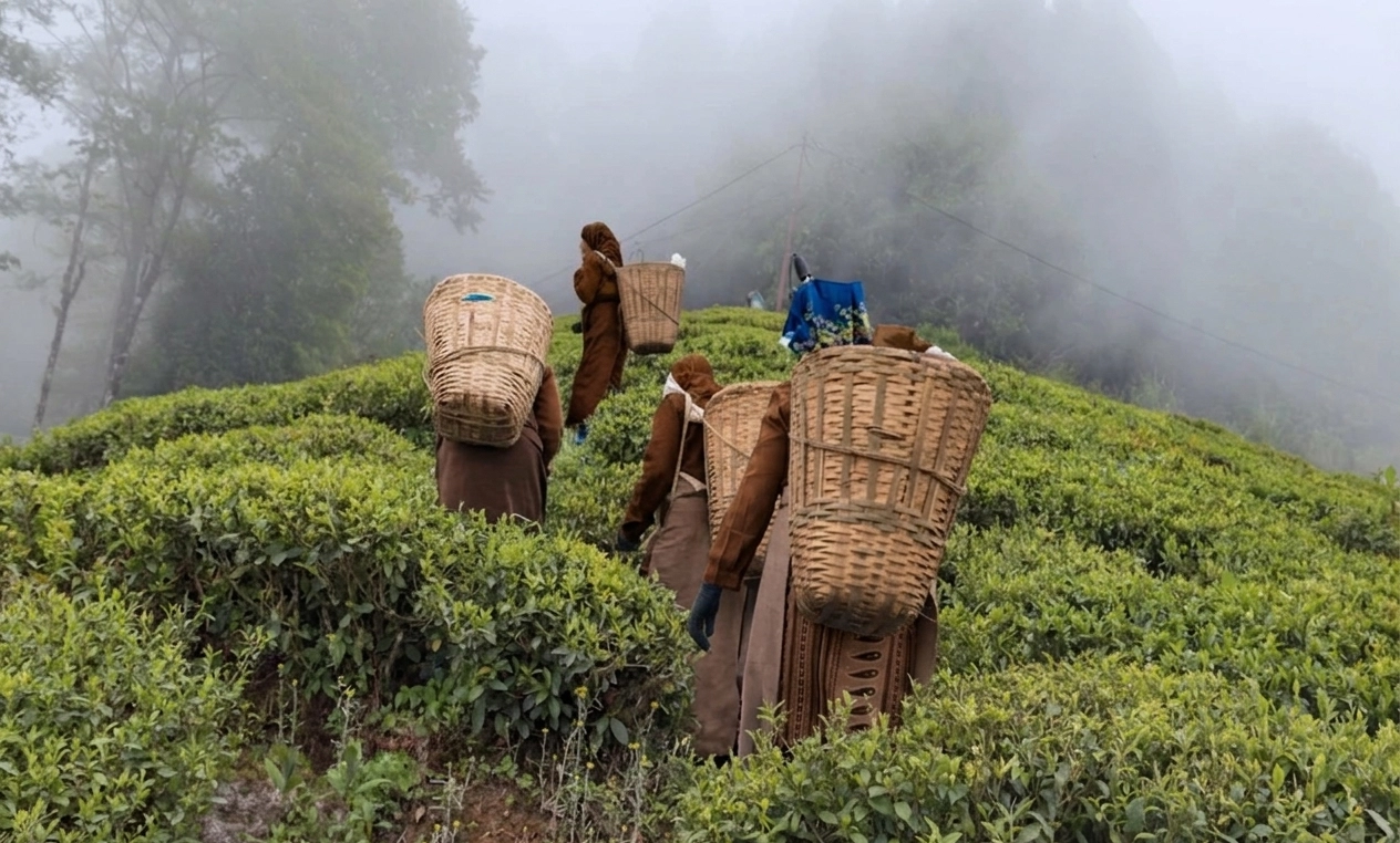 Mehrere Personen mit großen geflochtenen Körben auf dem Rücken gehen durch eine grüne Teeplantage an einem nebligen Hang und ernten Teeblätter.