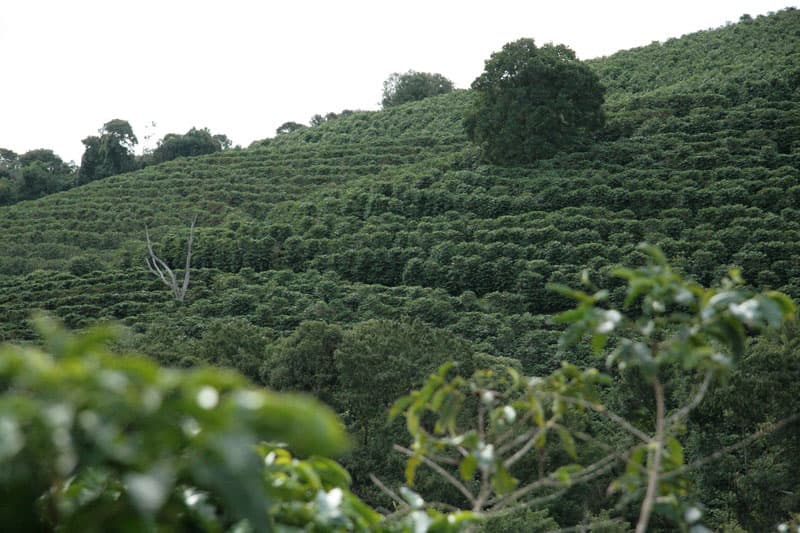 Bild zur Plantage  Fazenda da Lagoa Estate - feine Kaffeebohnen aus Brasilien