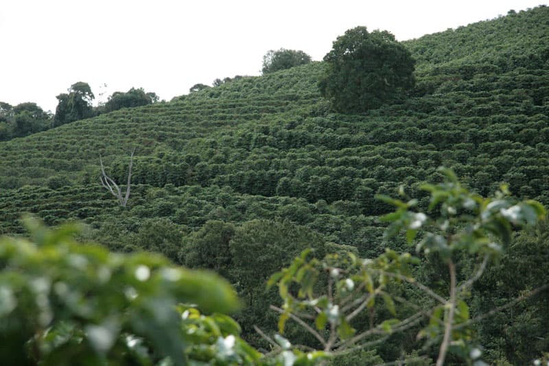 Fazenda da Lagoa Estate - feine Kaffeebohnen aus Brasilien