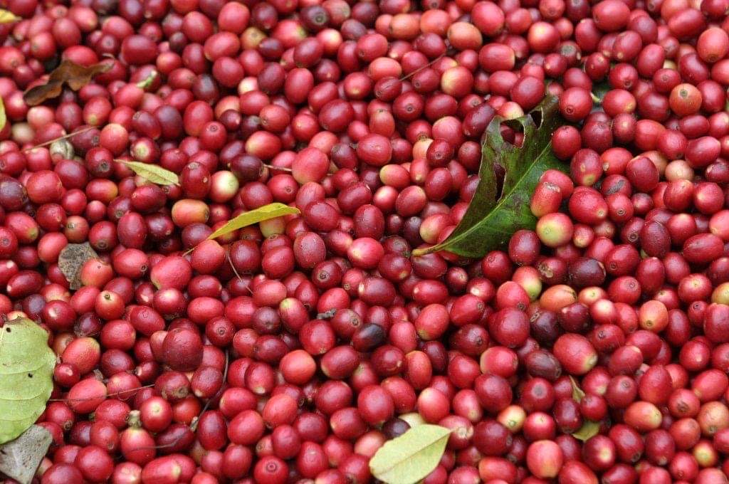 Gauribesi Estate - unverwechselbare Aromen im Kaffee aus Nepal