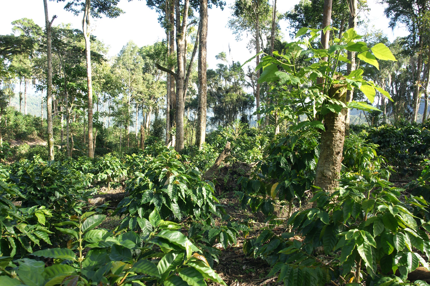 Cooperative Cafescor (Cafés Especiales Corquín S.A)