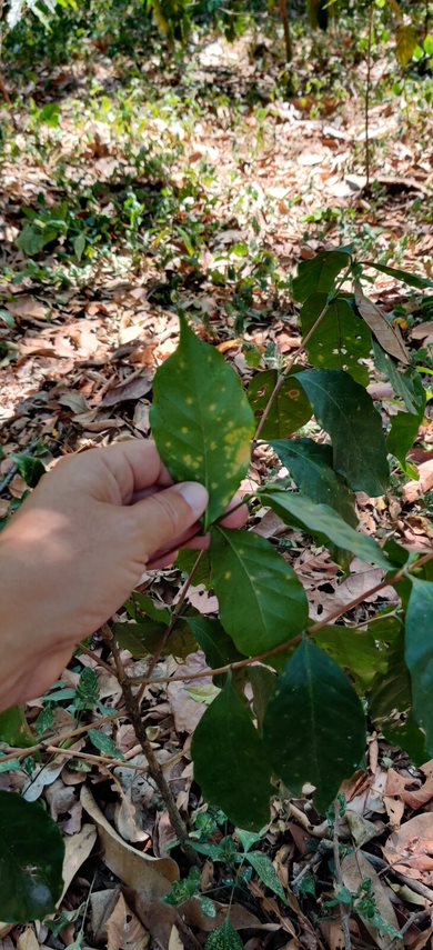 Finca Las Veraneras - herausragende Kaffeebohnen und Aromen aus El Salvador