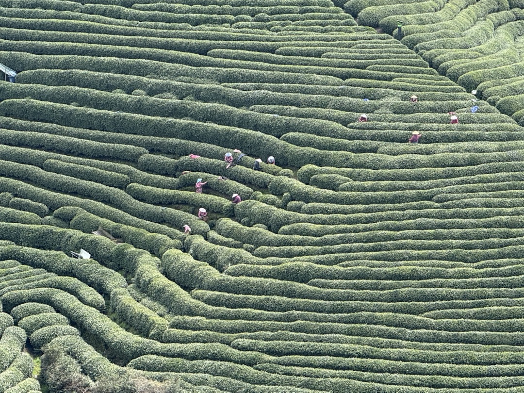 teeland-china-reisebericht (21)