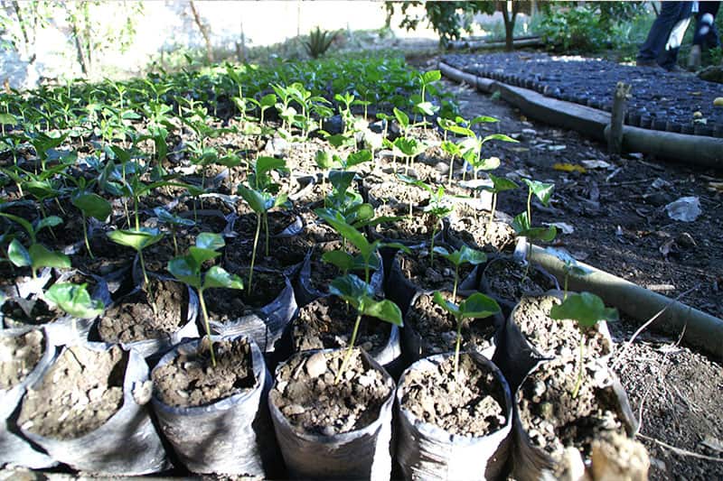 Finca Franciscanos - Kaffee und reichhaltige Aromen aus Peru