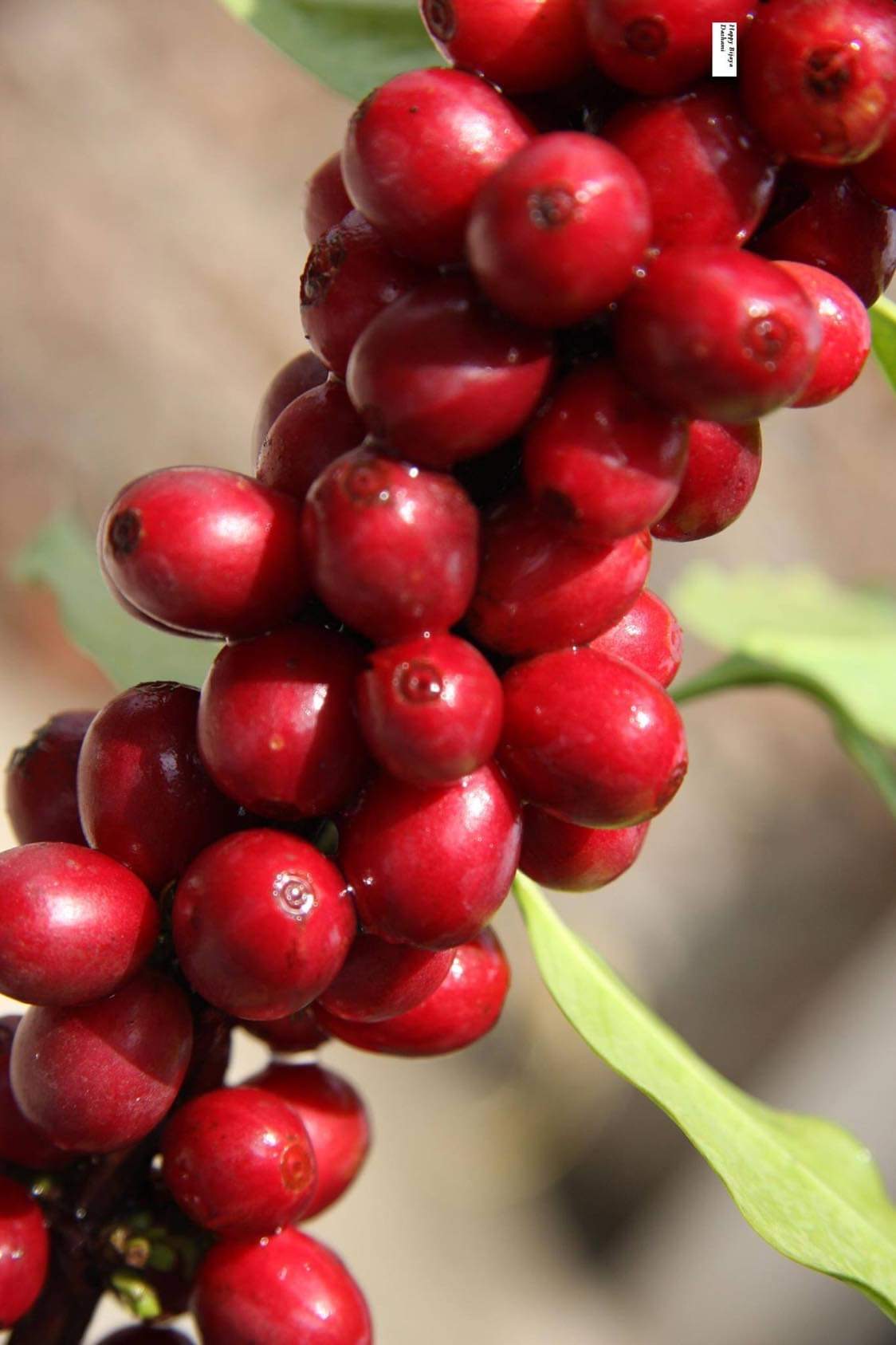 Gauribesi Estate - unverwechselbare Aromen im Kaffee aus Nepal