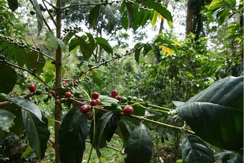 Baragwi Farmers Cooperative Society Limited - ideale Voraussetzungen für Kaffeeanbau in Kenia