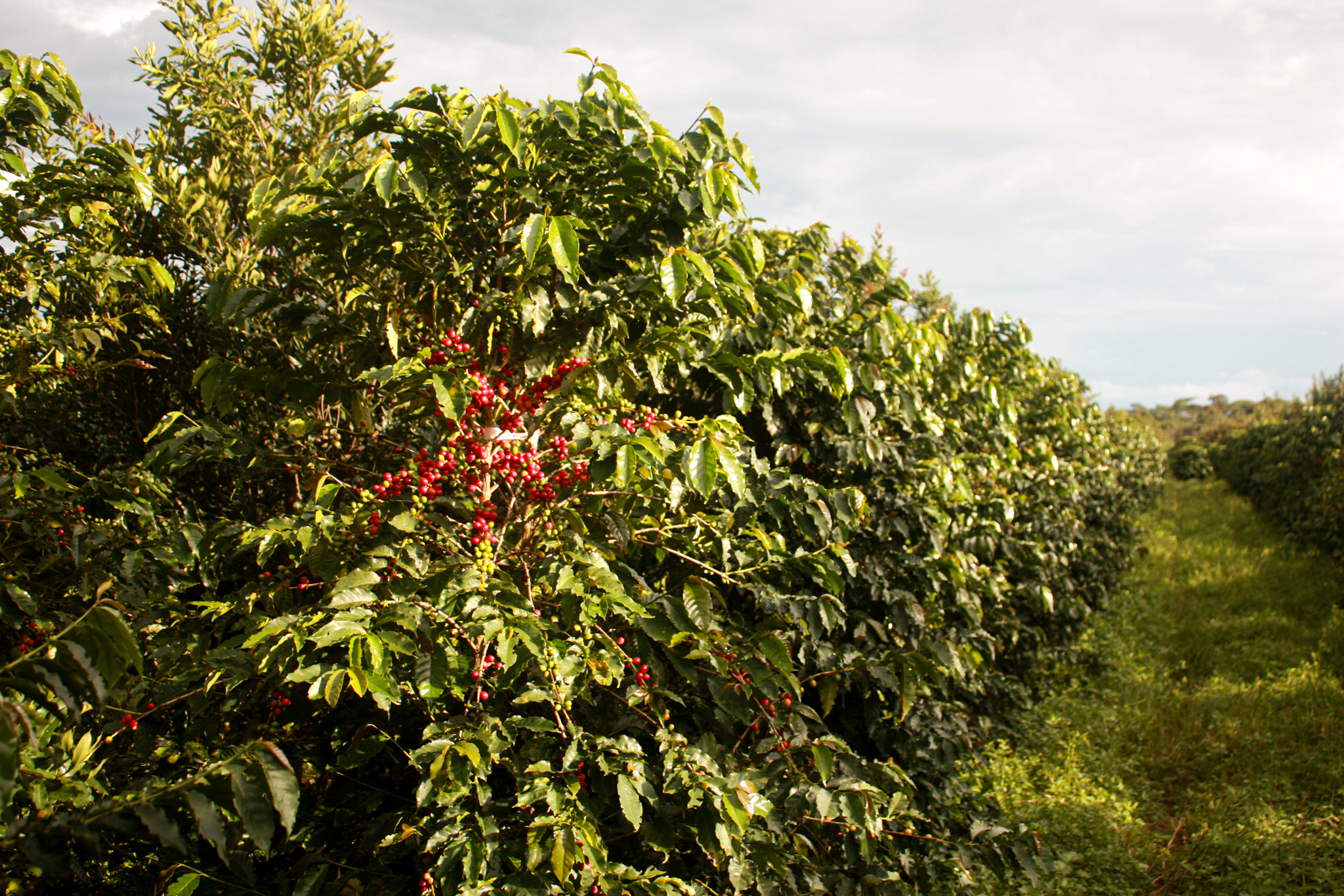 Kachipapa Estate - exzellente Kaffees aus Sambia