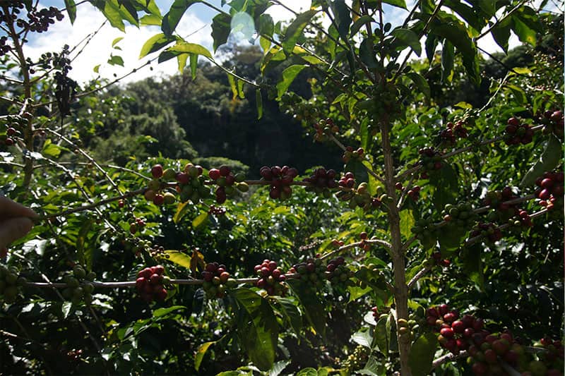 Sigri Estate - exquisiter prämierter Kaffee aus Papua-Neuguinea