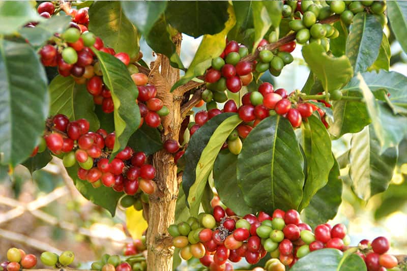 Finca Franciscanos - Kaffee und reichhaltige Aromen aus Peru