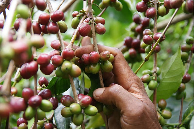 Bild zur Plantage  Gedeo Yirgacheffe - feinster Kaffee aus Äthiopien 