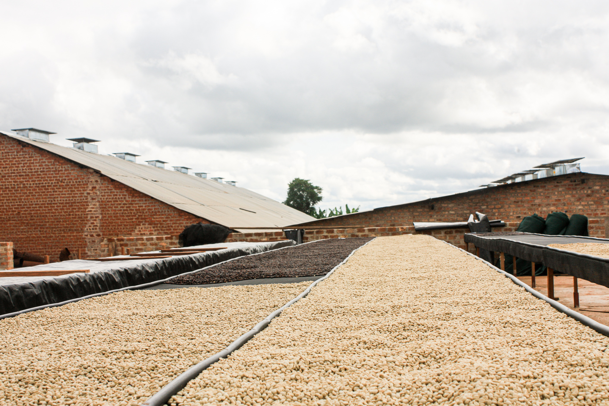 Kachipapa Estate - exzellente Kaffees aus Sambia