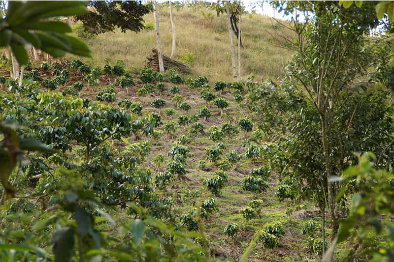 HNBECAMO_Plantage_02 HNBECAMO_Plantage_02