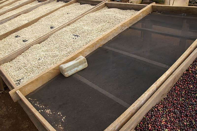 Wallenford Estate - herausragender Kaffee Blue Mountain Region Jamaika