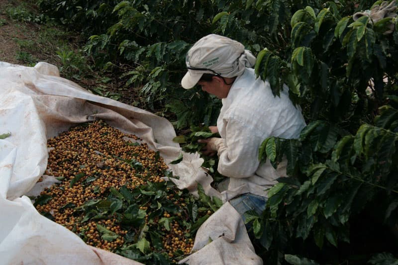 Fazenda da Lagoa Estate - feine Kaffeebohnen aus Brasilien