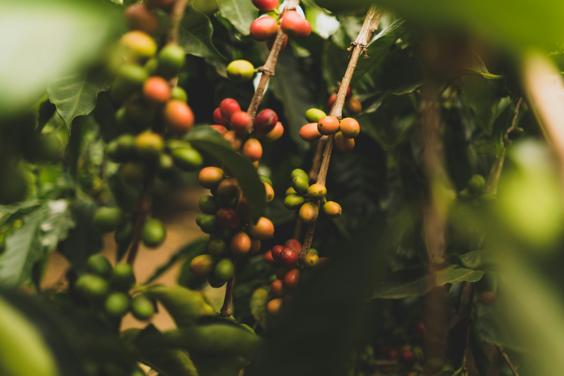 Bild zur Plantage  Juanachute Estate - optimale Kaffee Qualität aus Costa Rica
