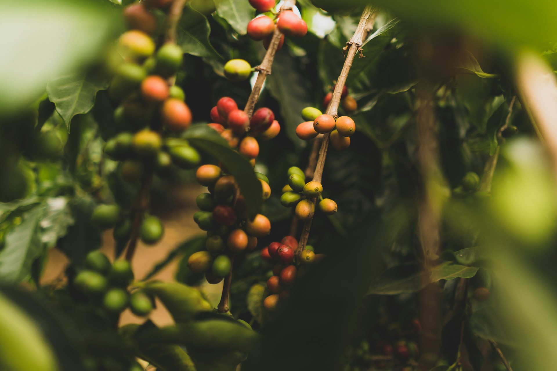 clint-mckoy-h28p96ICizo-unsplash