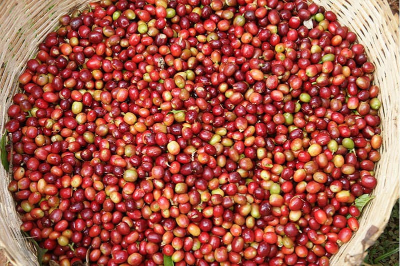 Gedeo Yirgacheffe - feinster Kaffee aus Äthiopien
