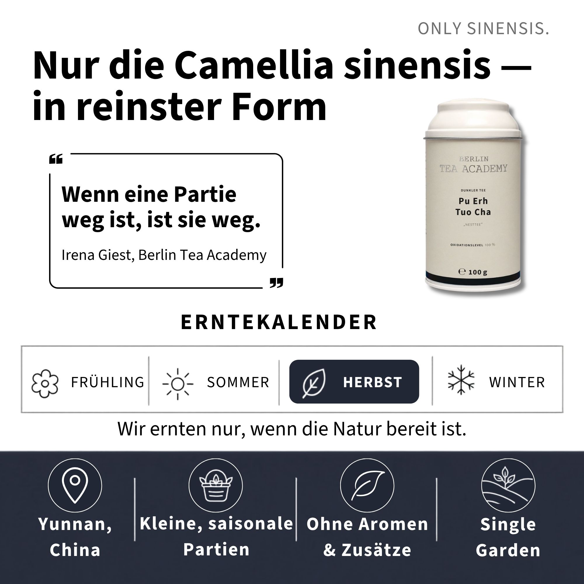 Pu-Erh Tee Pu Erh Tuo Cha - Berlin Tea Academy Only Sinensis