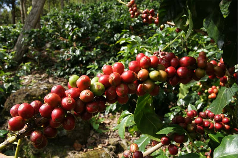 Bild zur Plantage  Finca Liquidambar - Kaffee in höchster Qualität aus Mexiko