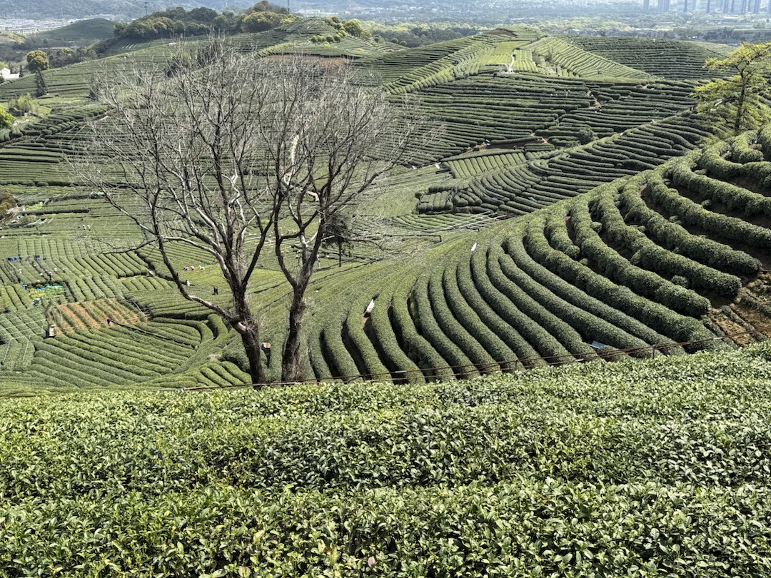 Teeanbau Tee-Ernte China Teeverarbeitung hohe Qualität Grüner Tee Schwarzer Tee Ursprung