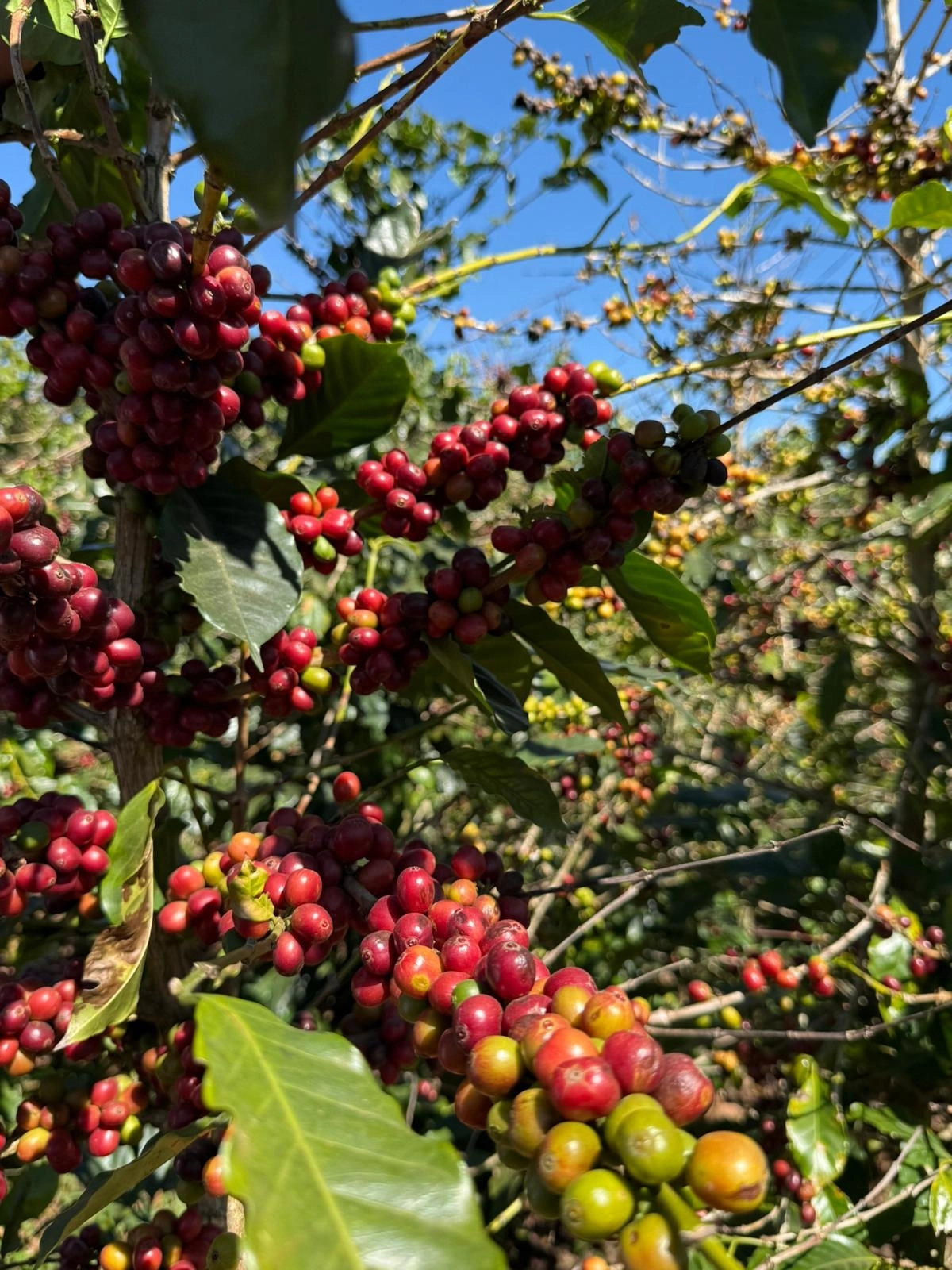 Kaffee am Baum an Plantage mit reifen Früchten