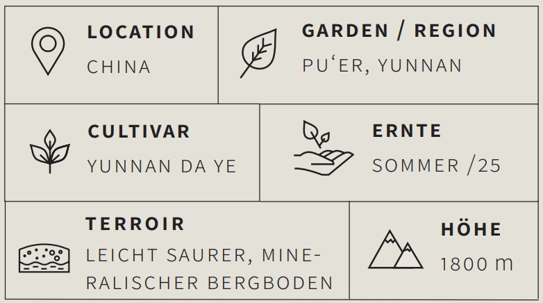 Gelber Tee Yunnan Daye - Berlin Tea Academy Only Sinensis