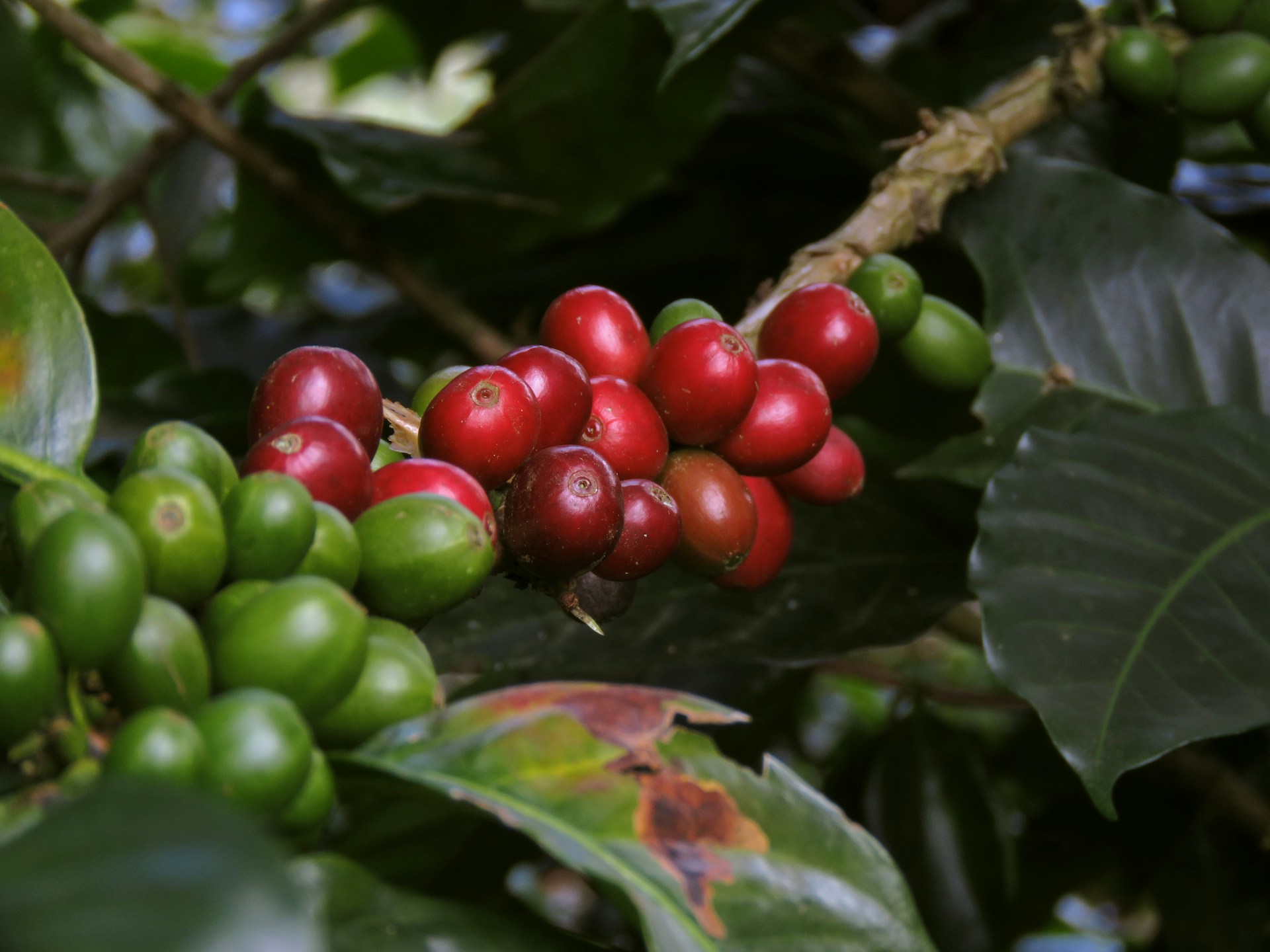 Bild zur Plantage  Kongo Lake Kivu - höchste Kaffee Qualität aus dem Kongo
