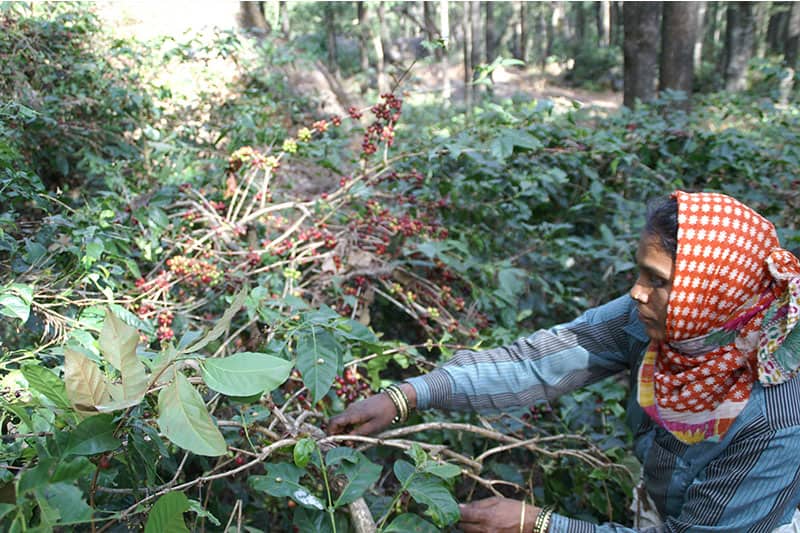 Mangalore, Malabar Region - einzigartiger Monsun Kaffee aus Indien