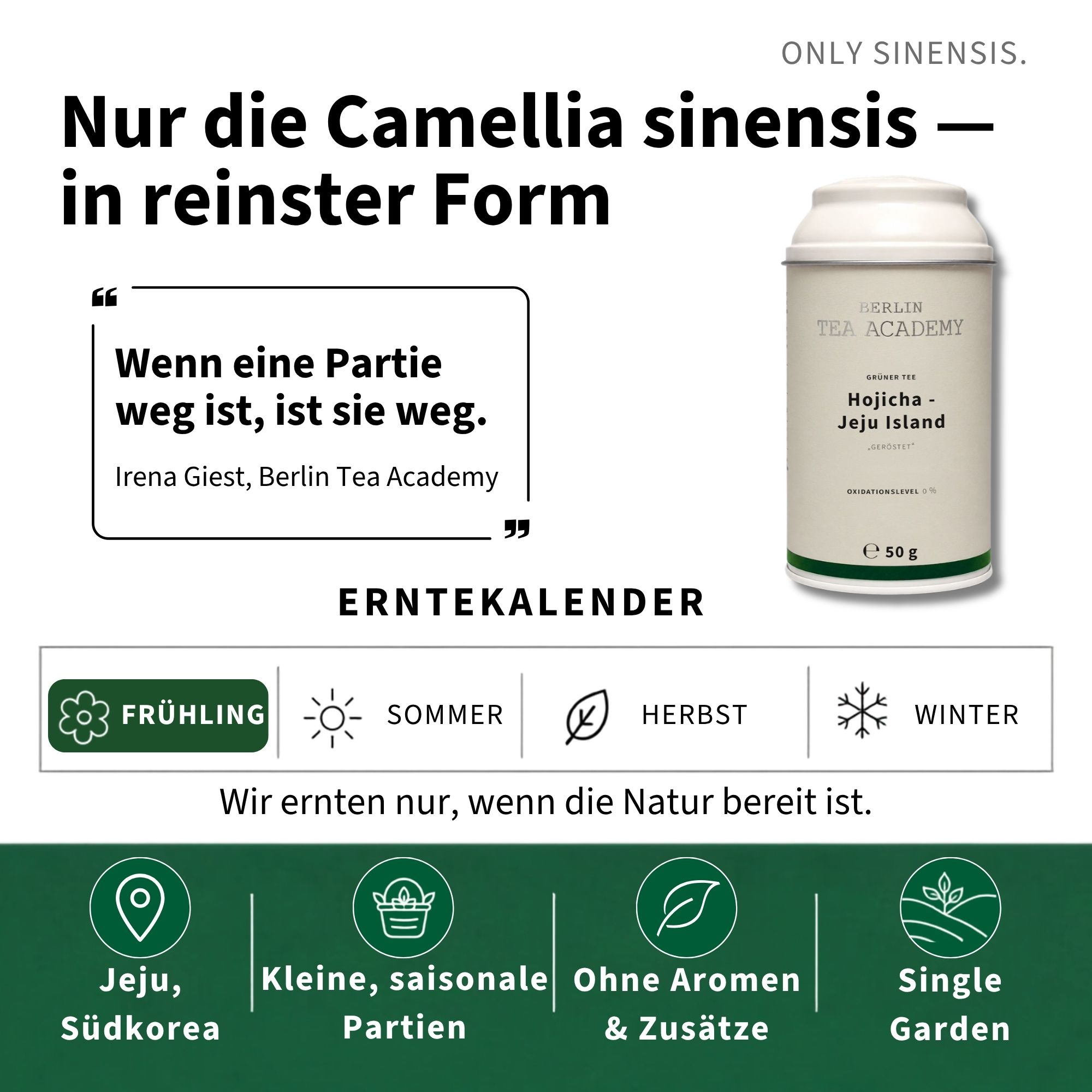 Grüner Tee Hojicha Jeju Island - Berlin Tea Academy Only Sinensis